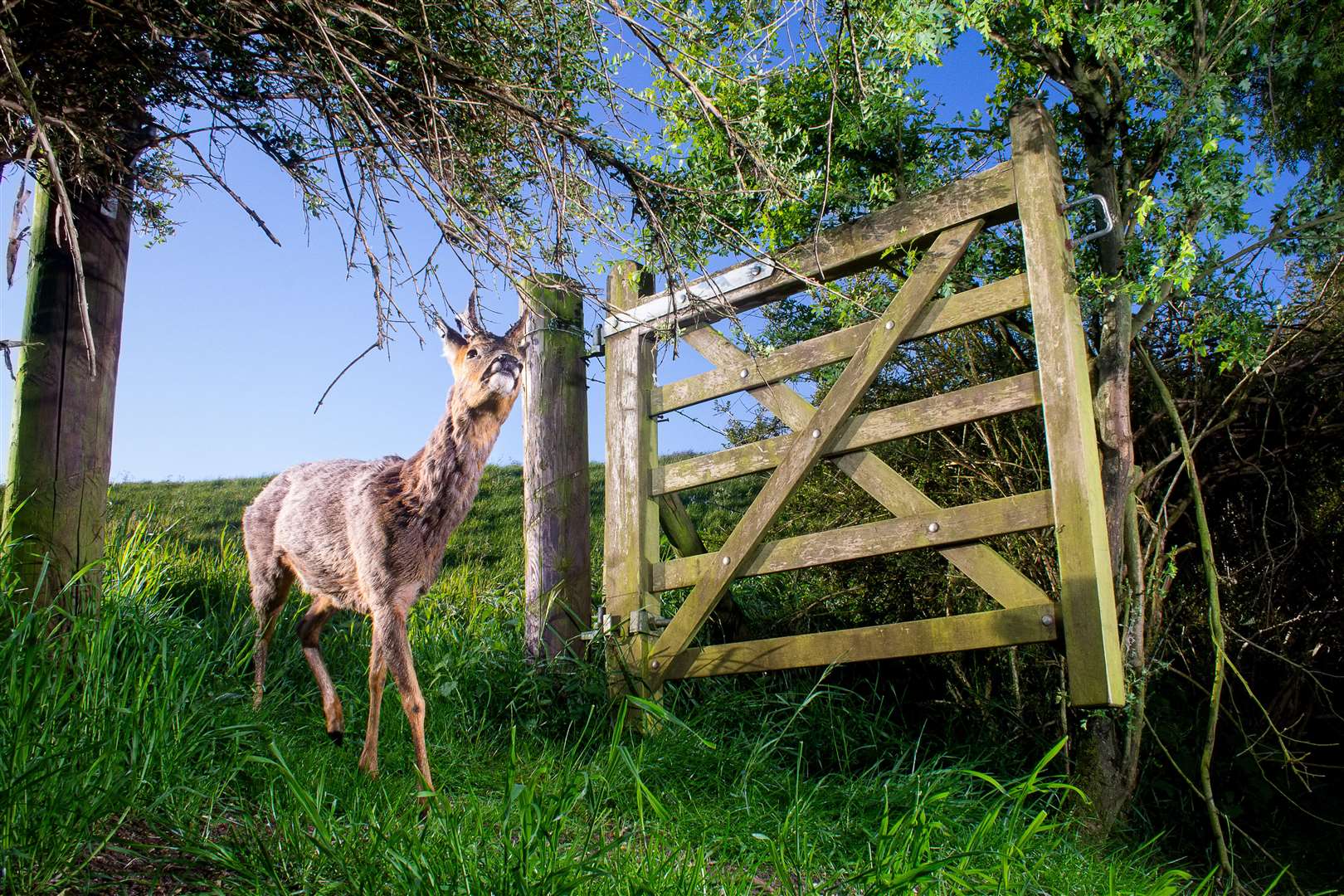 A roe deer buck passing through a gate taken by Jake Kneale, aged 17, which was named overall winner in the RSPCA Young Photographer Awards 2020 (Jake Kneale/RSPCA/PA)