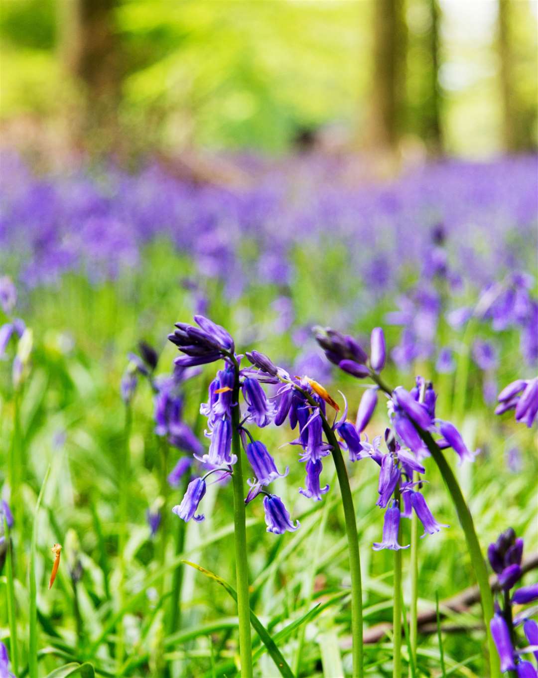 Bluebells growing on the woodland floor - make sure you don't step on them