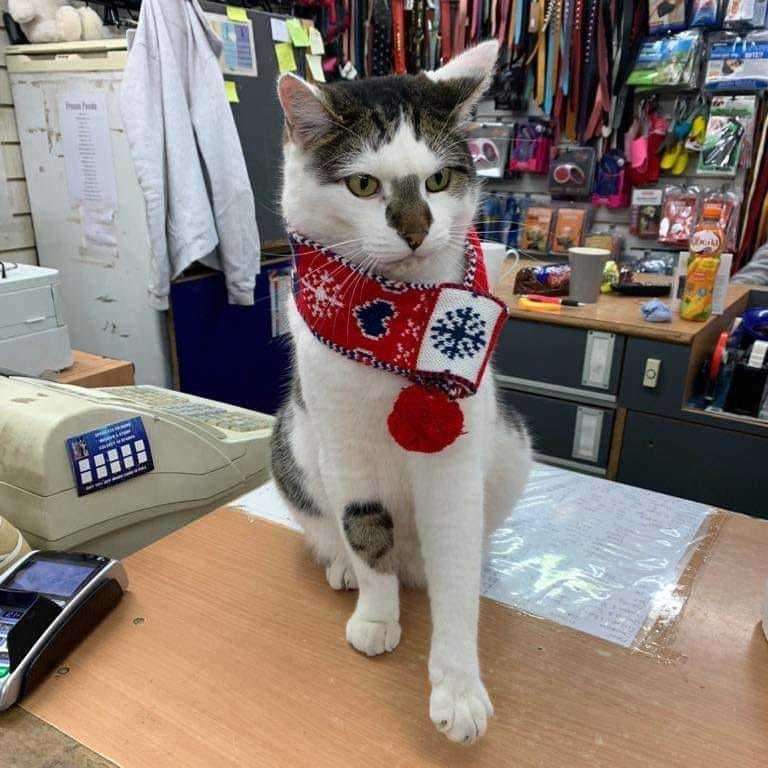 This cat, which was often at the counter, has survived a fire at Cuddles n Bubbles pet shop in Sheerness Broadway. Picture: Facebook