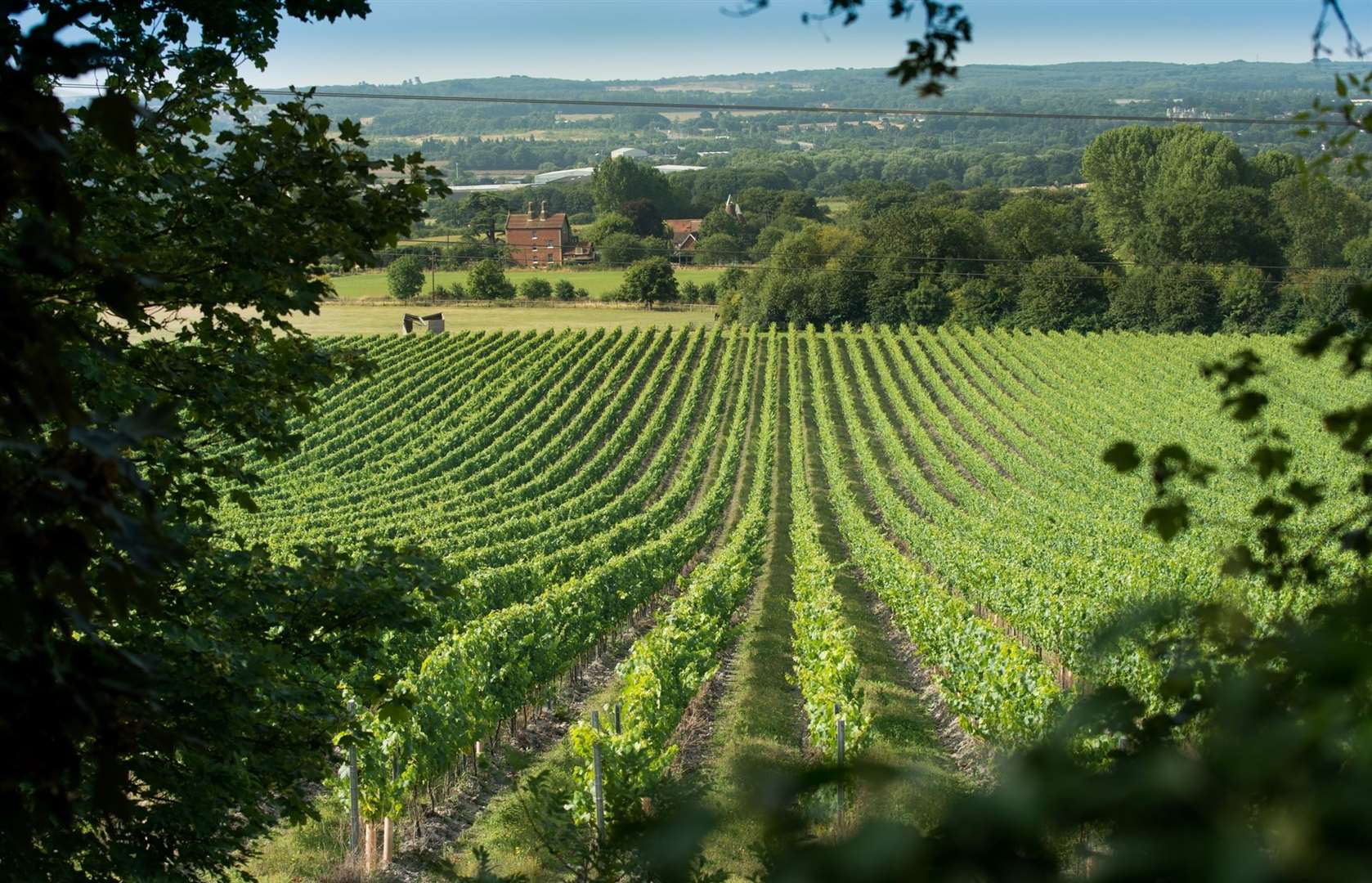 Chapel Down's Kit's Coty vineyard