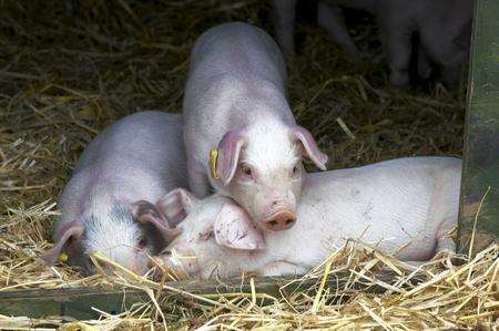 Pigs at the Kent County Show