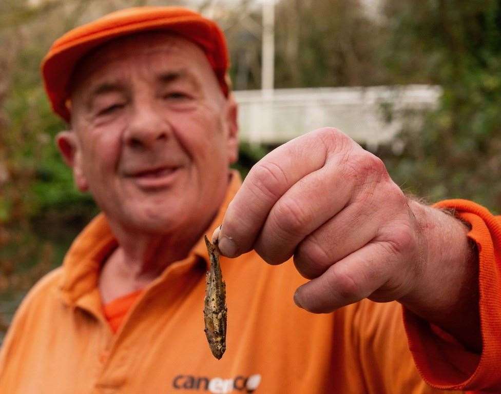 Phil King retrieving a fish from the rubbish before placing it back in the river. Picture: Sian Pettman/Canterbury City Council