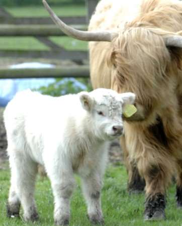 Little Samson with his mother Goldie. Picture: Matthew Reading