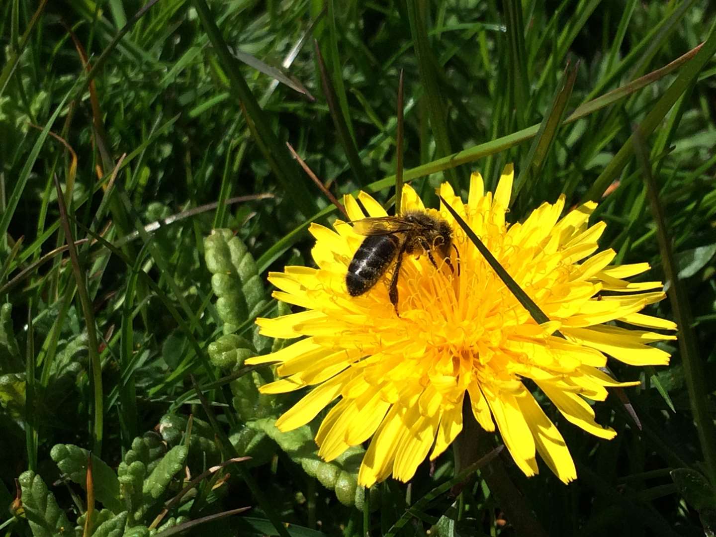 Lawns are far from the biological deserts that people think they are, wildlife charity Plantlife says (Trevor Dine/Plantlife/PA)