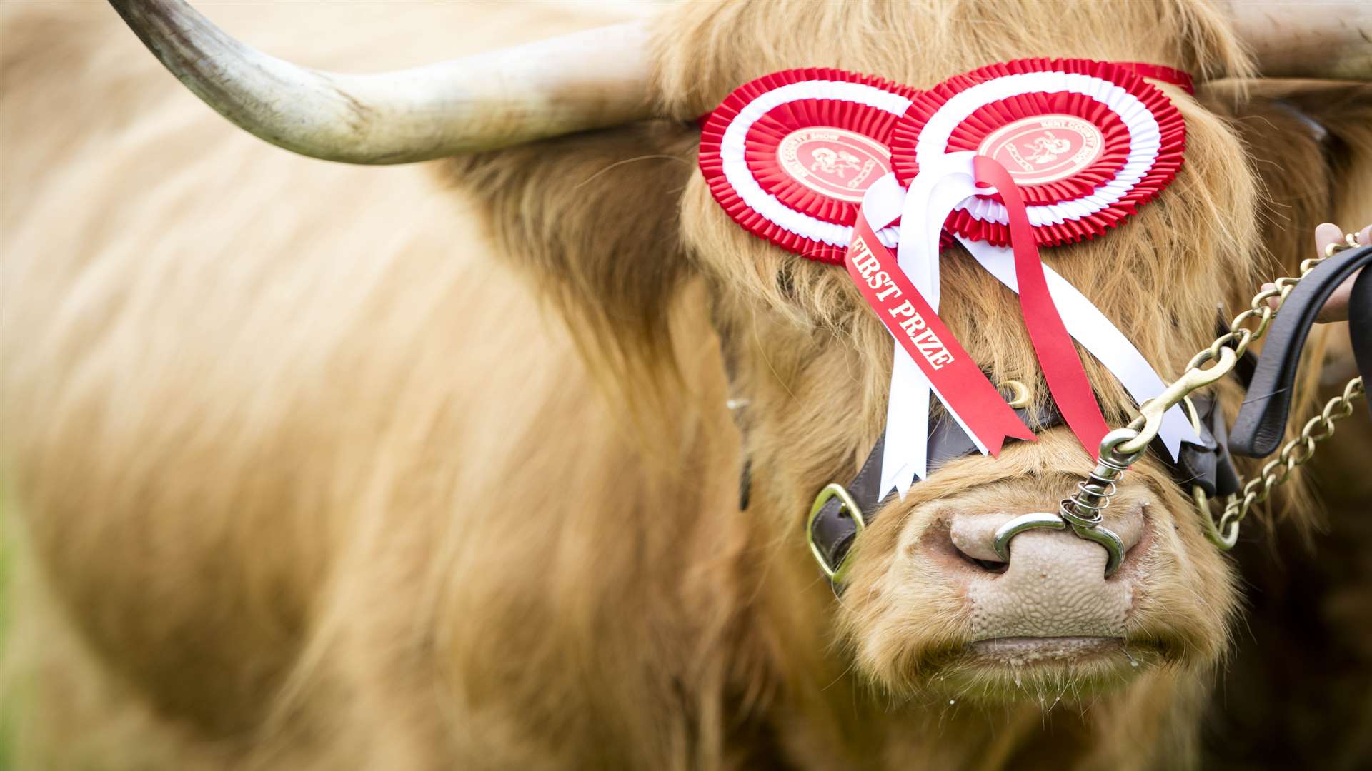 The county show is a showcase of livestock