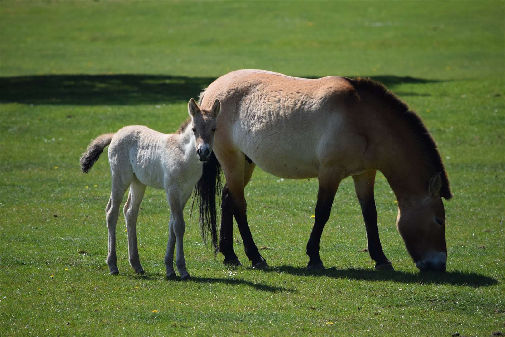 The foal will be named by zookeepers in Mongolian (ZSL Whipsnade Zoo)