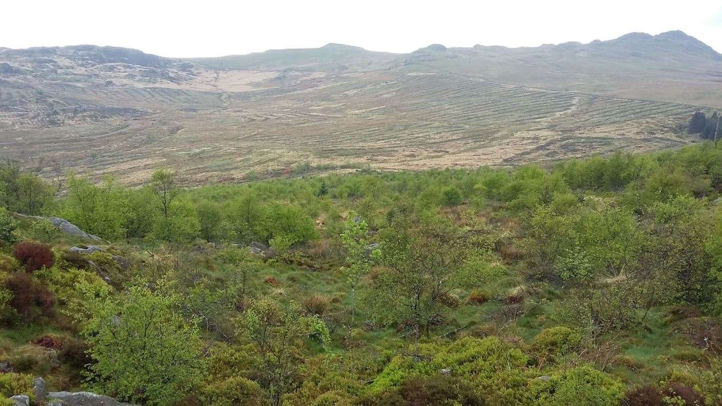 The site was a conifer plantation for decades (@Hardknott Forest/PA)