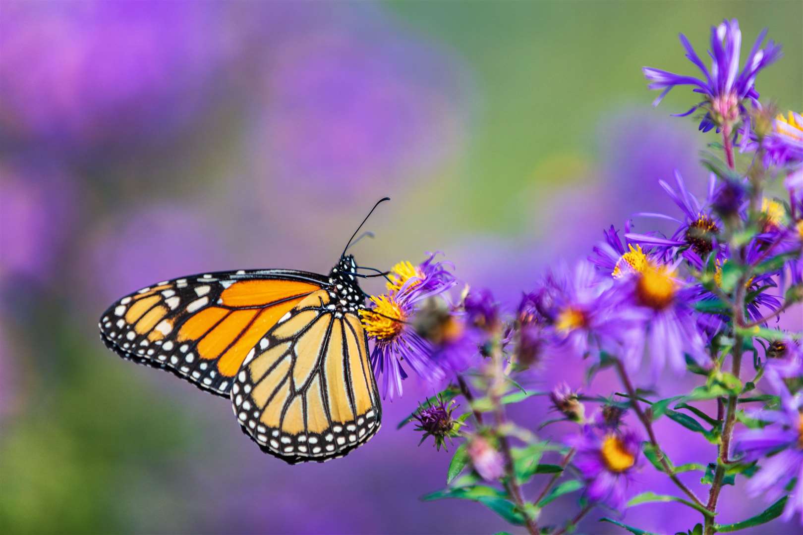 Surveying the butterflies takes just 15 minutes