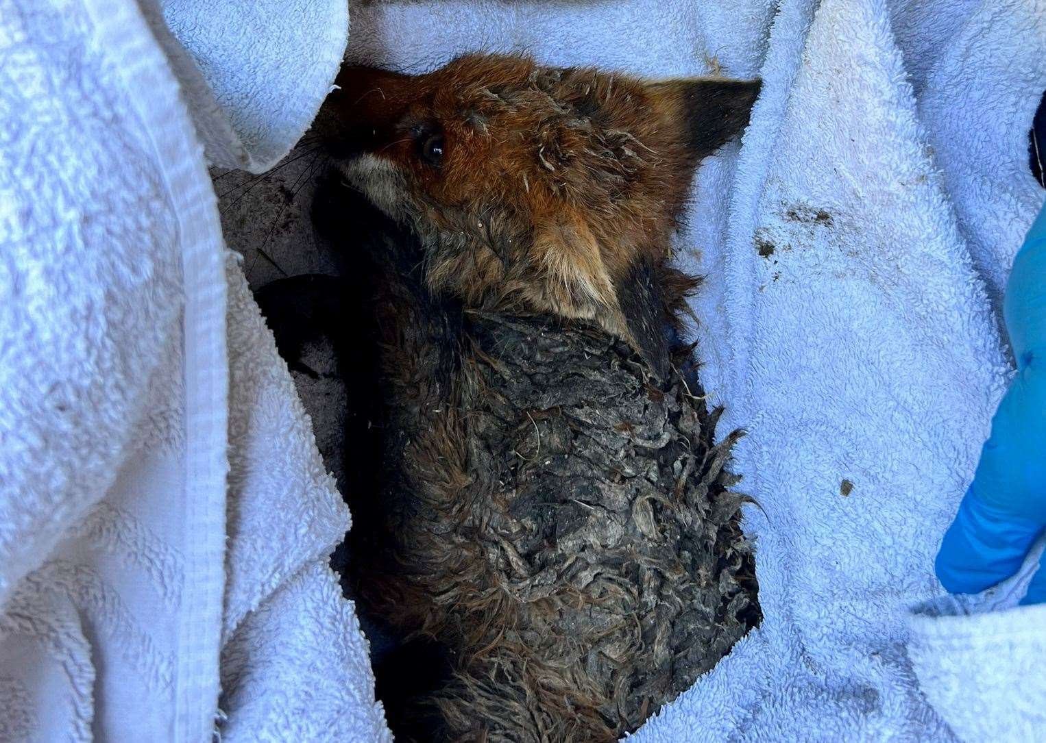 A pair of fox cubs had to be recued by firefighters after getting trapped in a sludge pit in Pembury