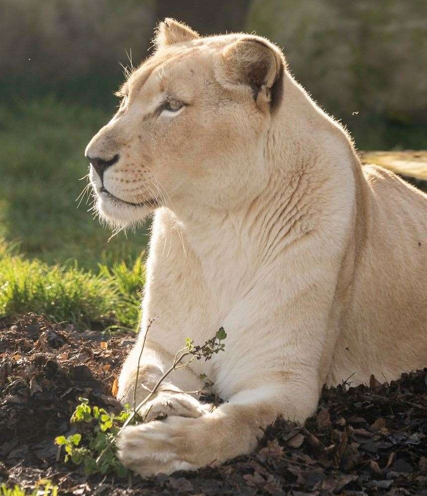 Izulu is 15-years-old having been born in April 2009. Picture: The Big Cat Sanctuary