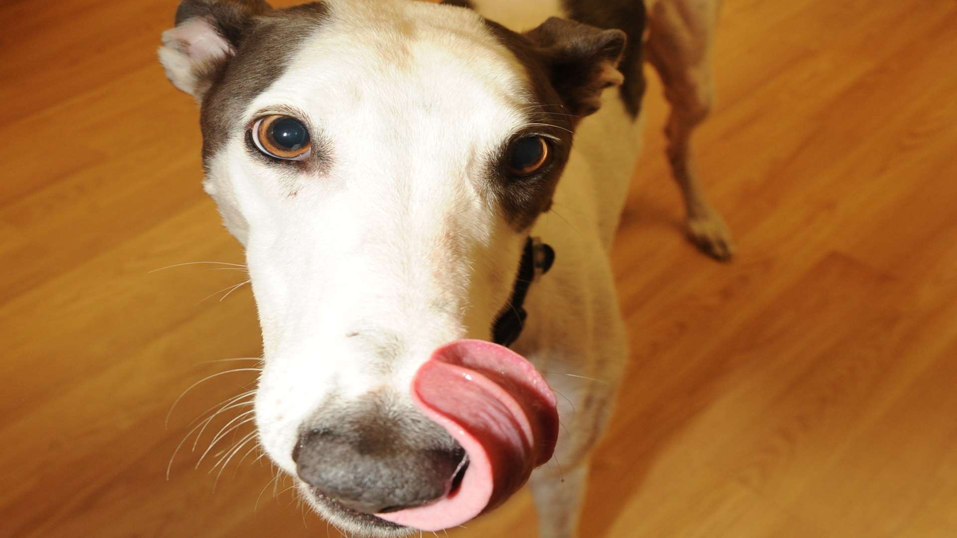 Nelson the greyhound helps relieve stress. Picture: Steve Crispe