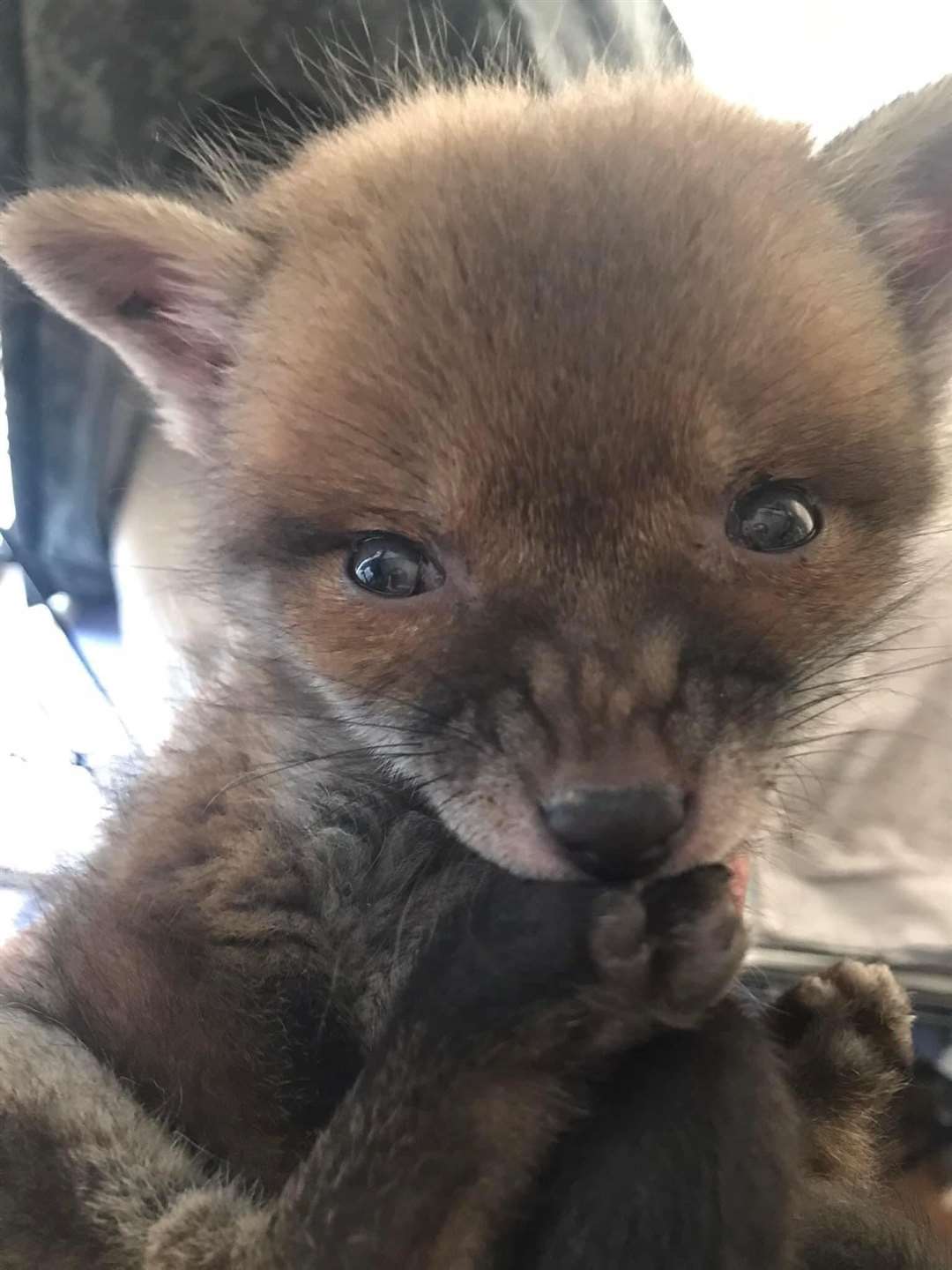 Hazel the fox as a young cub