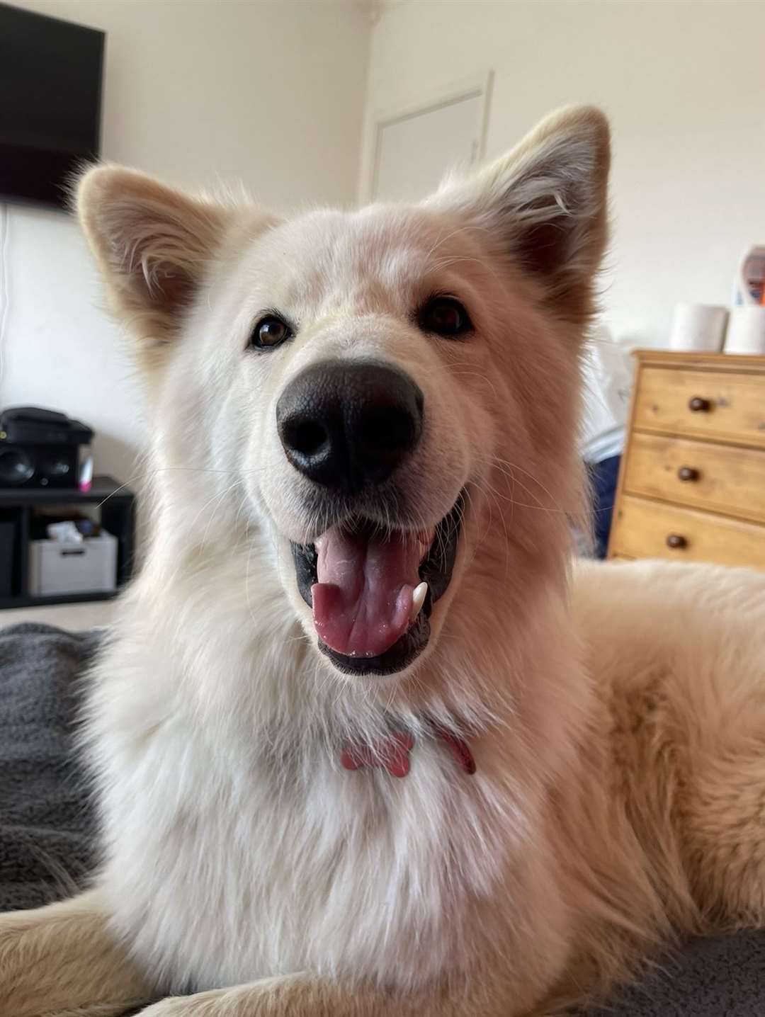 Albie is an all white, Alaskan Shepherd, who is three in December