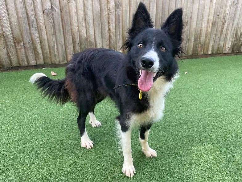 Border collie Biddy. Picture: Dogs Trust