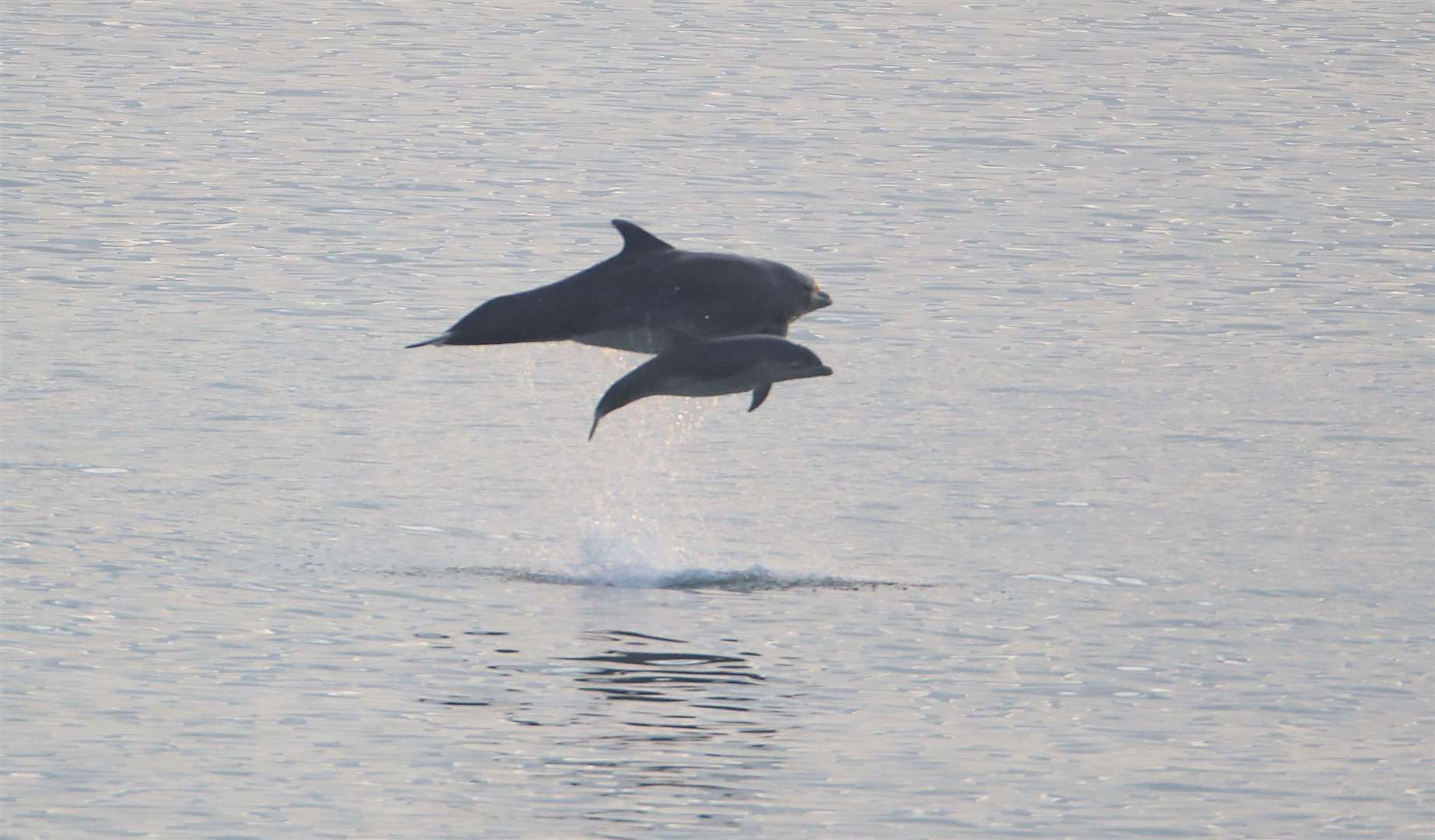 Several adults were spotted with two juveniles as the coastal waters warmed up (Owen Humphreys/PA)