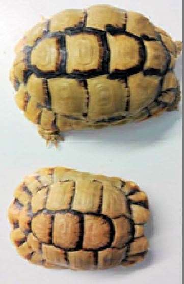 Police have issued images of the tortoises taken from New Ash Green