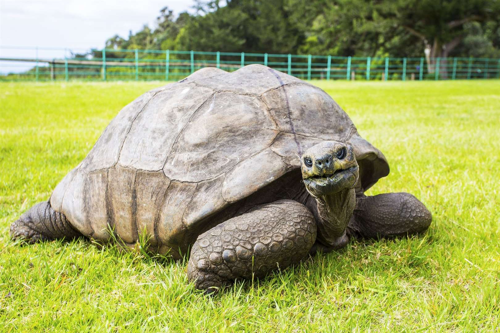 World’s oldest tortoise has seen off two world wars and the British Empire