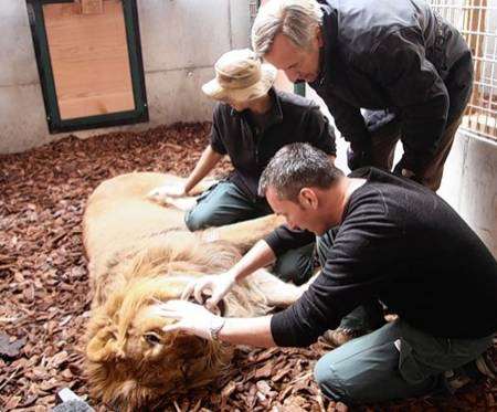 Clarence has a medical before his journey from Tonga Terre D'accueil animal sanctuary in Lyon to Wingham Wildlife Park.