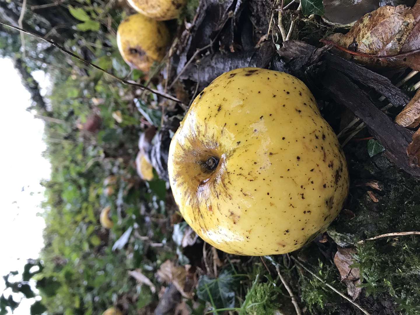 The apple tree is growing wild in woodland in Wiltshire (Hannah Thomas/PA)