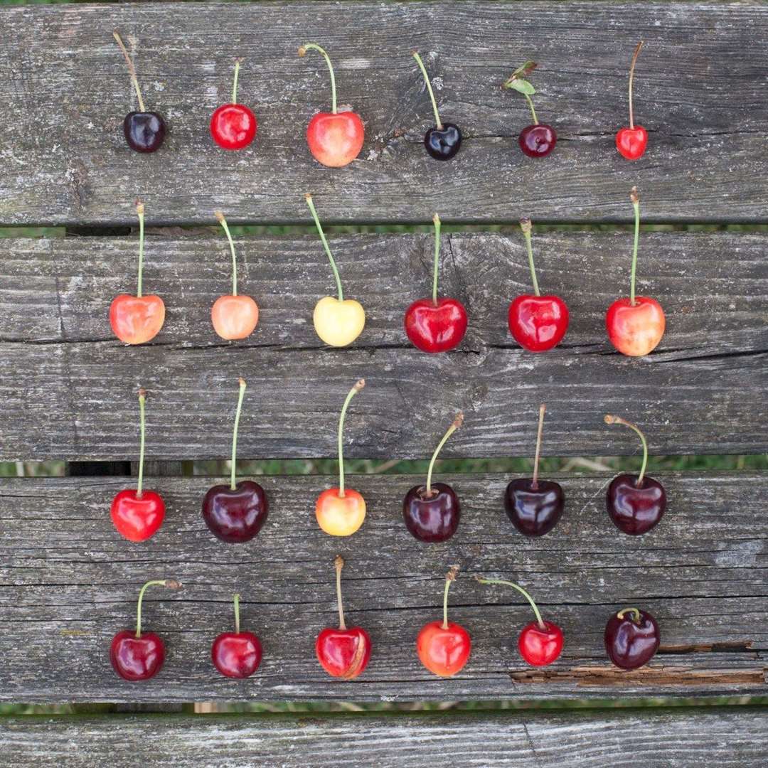 Brogdale at Faversham is now open for self guided cherry walks