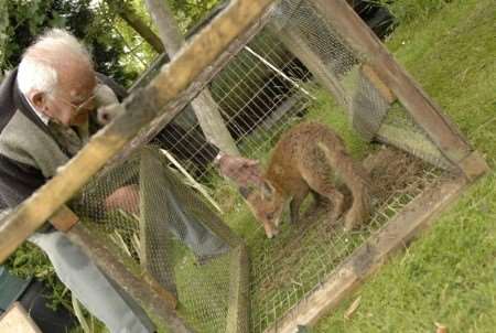 Fred Miller realeasing the fox he caught in his garden. Picture: Gary Browne