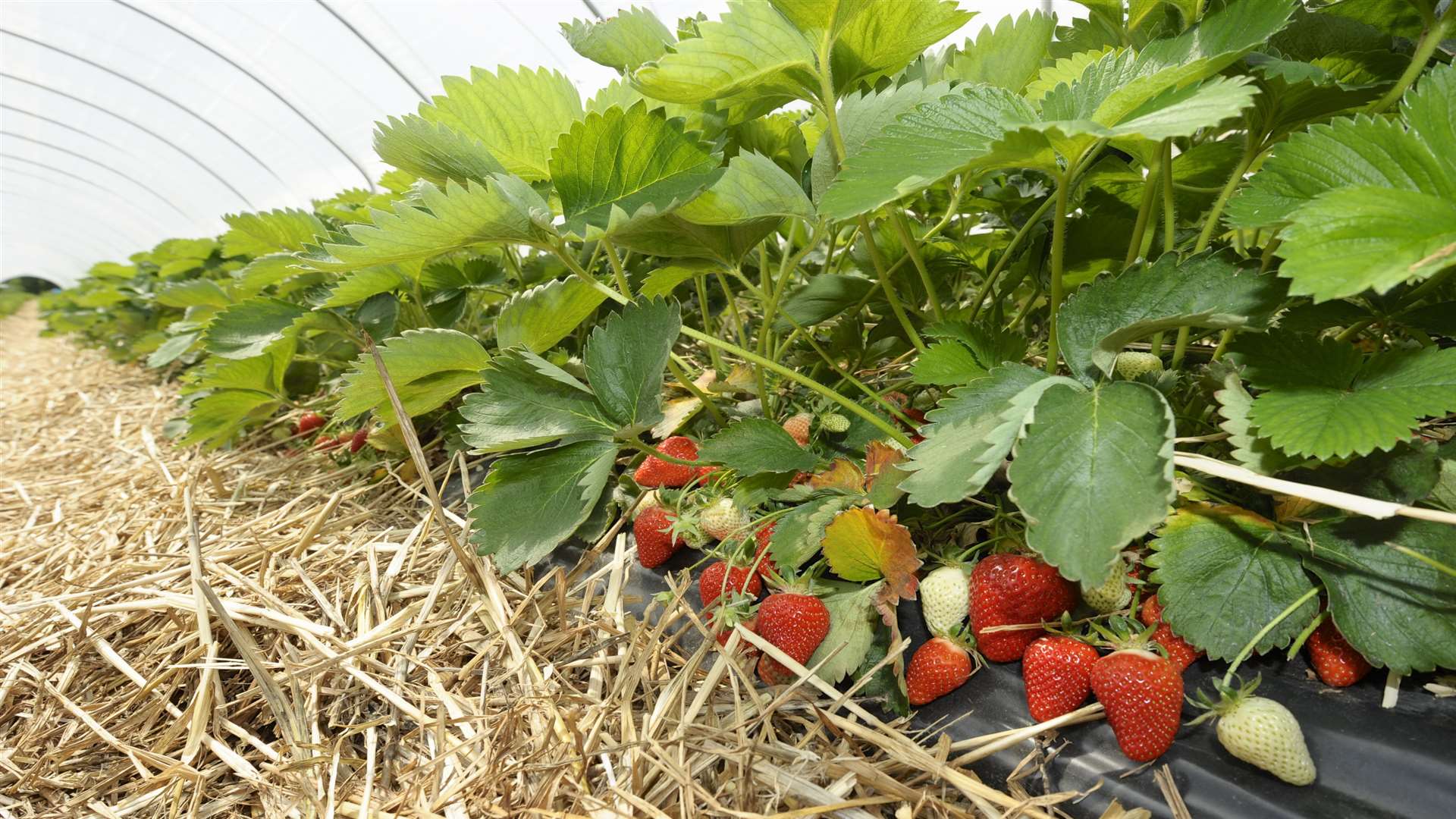 A mild winter and warm spring lead to a bumper crop of strawberries last year, enjoyed by farmers at Mockbeggar farm in Cliffe Woods