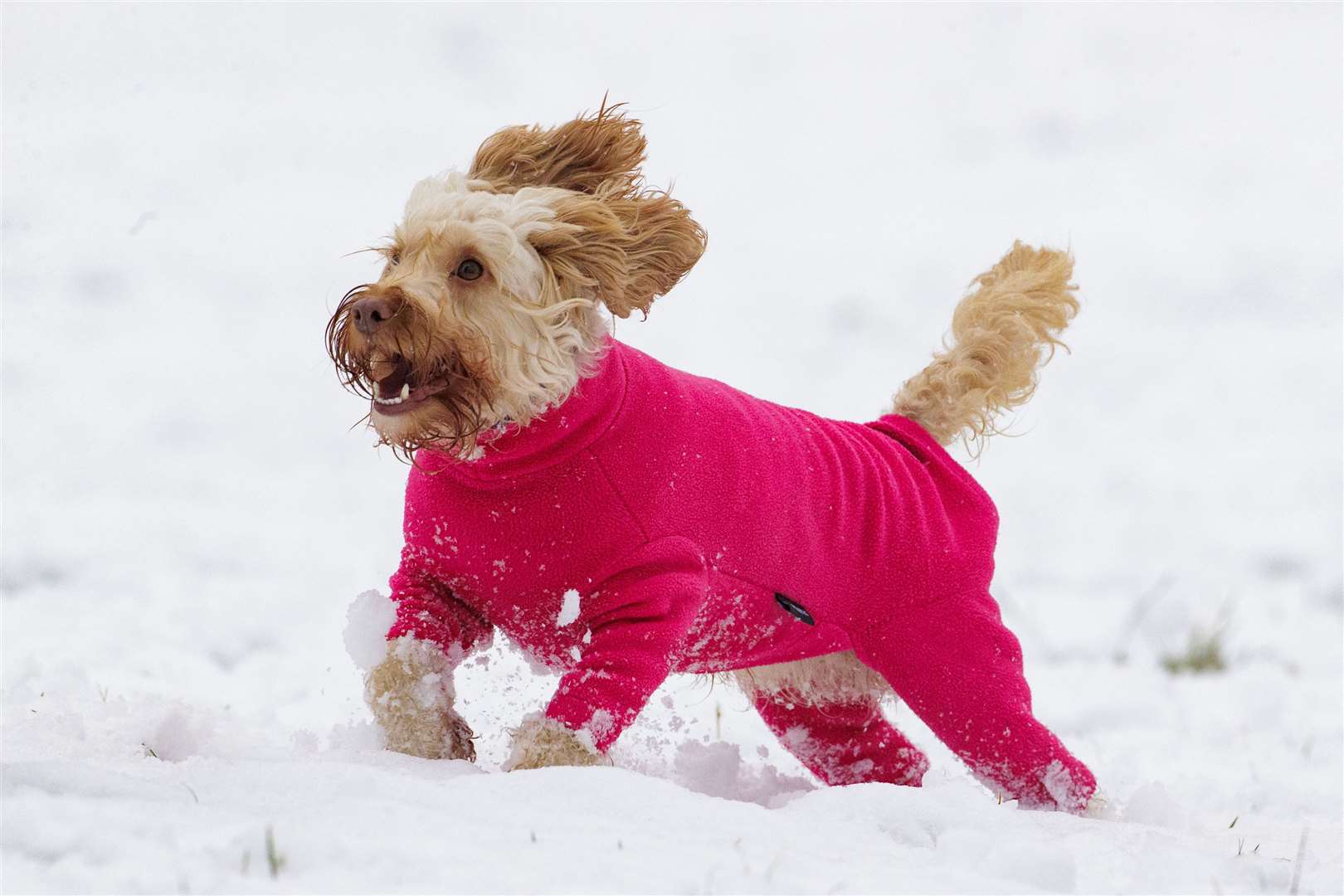 Cockapoo Luna plays in the snow during a walk at Sixmilewater Park in Ballyclare, Northern Ireland (Liam McBurney/PA)