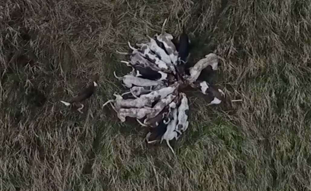 Footage shows dogs on the hunt, allegedly killing the fox