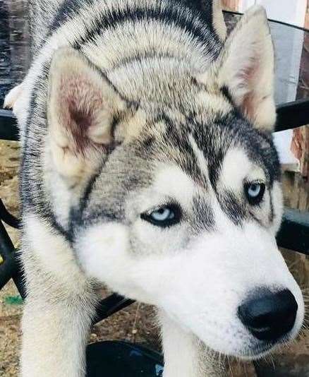 Echo the husky has been saved by Eagle Heights