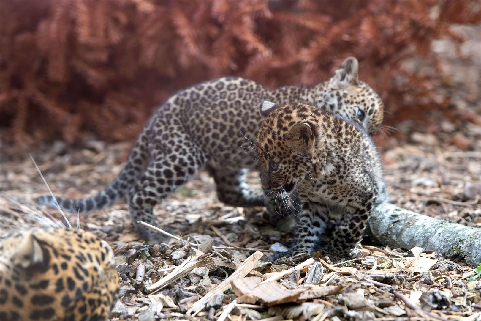 The current wild population of Sri Lankan leopards is estimated at just 800 (Joe Giddens/PA)