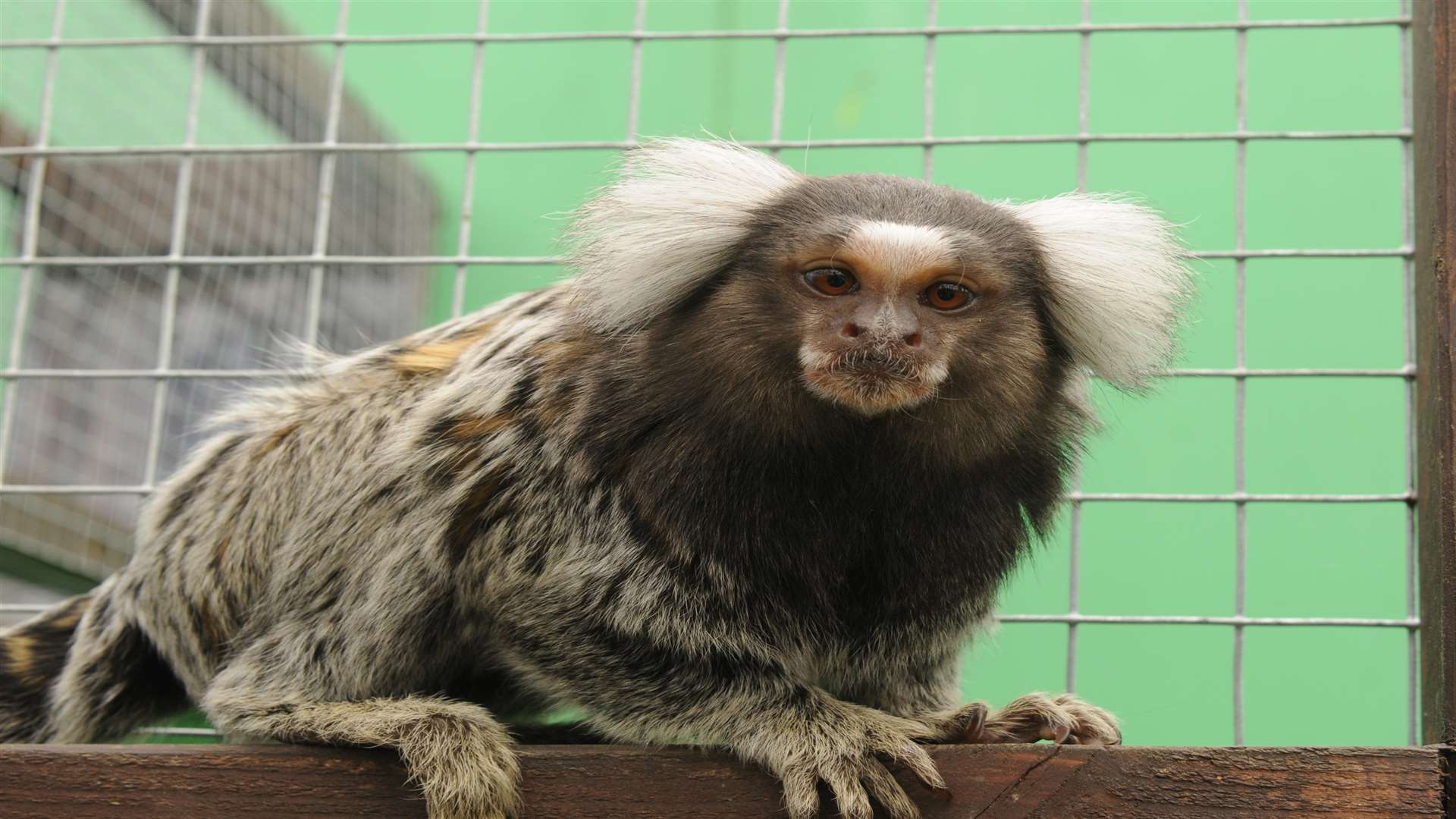 Marmoset monkey at the Fenn Bell Inn at St Mary Hoo