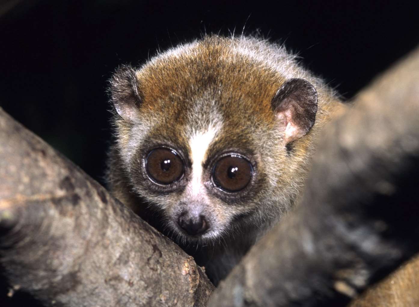 The pygmy slow loris looks cute but can deliver a deadly bite. Picture: David Haring/Duke Lemur Center, North Carolina/Wikimedia Commons