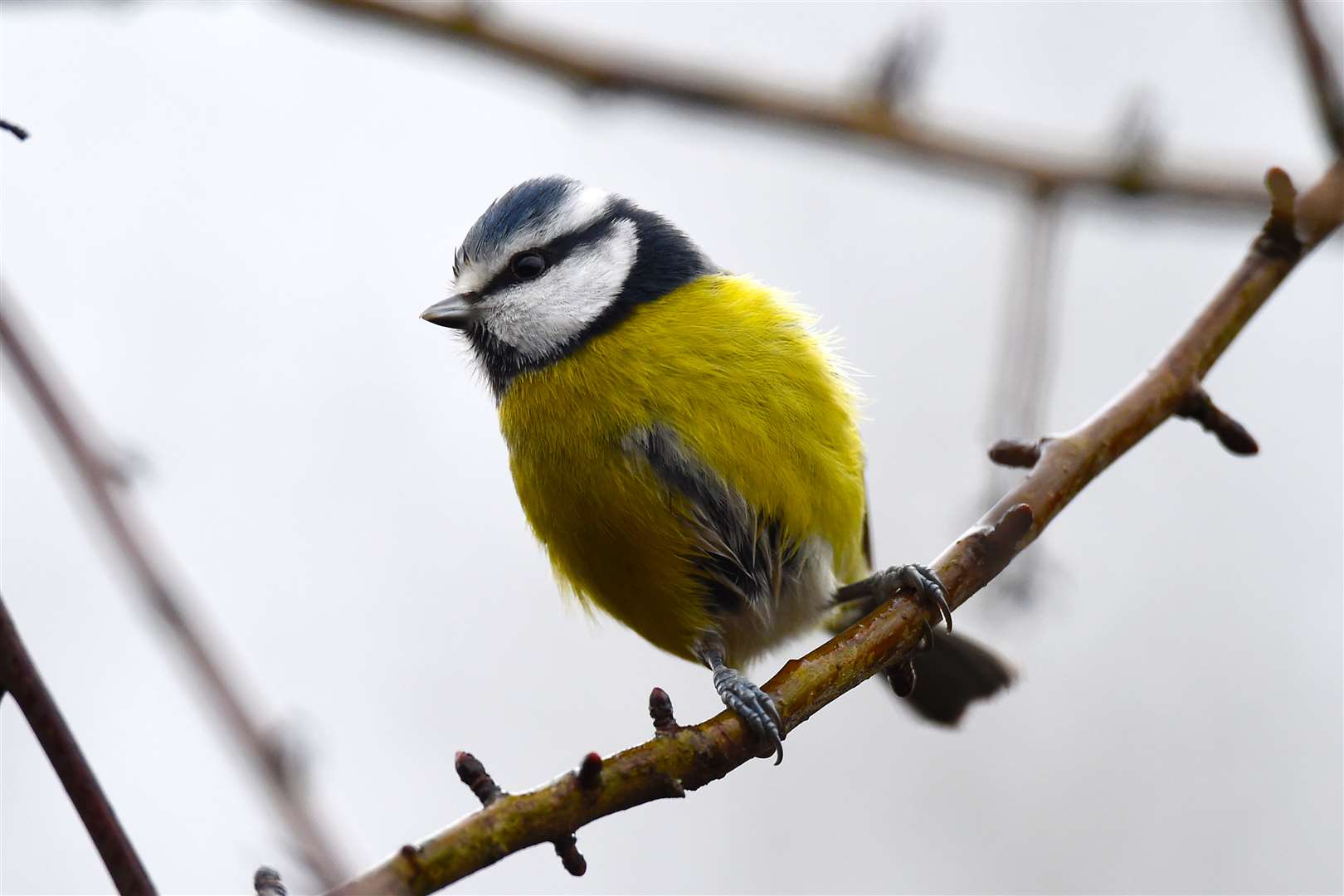 A blue tit perches on a branch (Joe Giddens/PA)