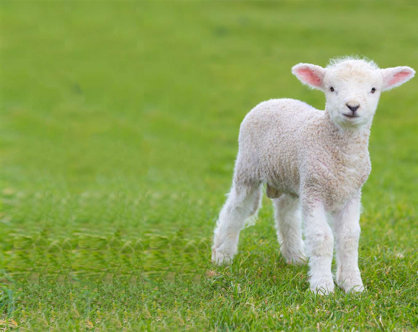 Most attacks happen during lambing season