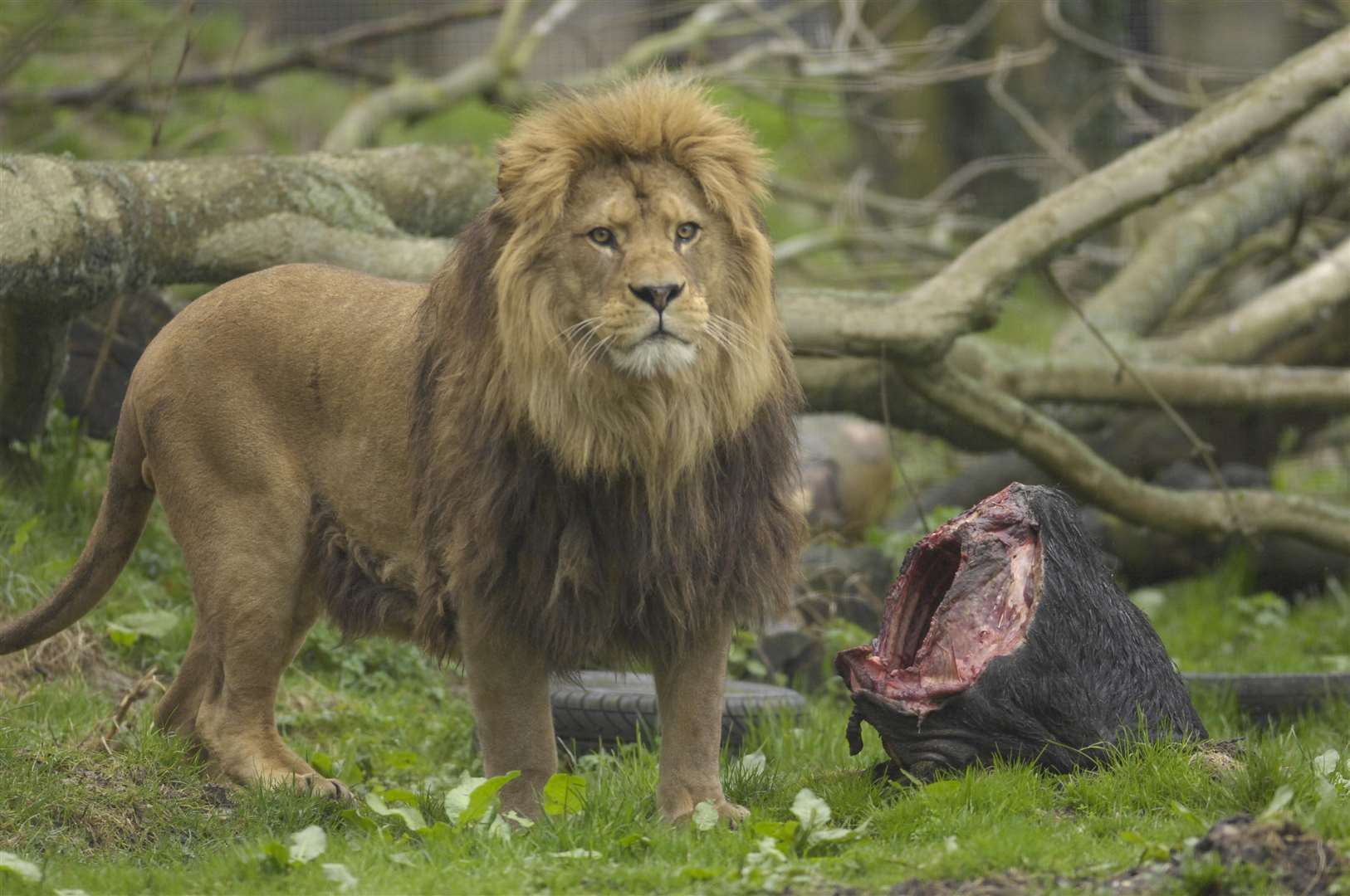 One of the Port Lympne lions. Picture: Gary Browne