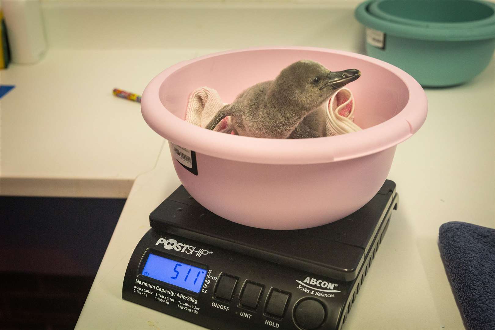 Each chick is weighed every morning and hand-fed three times a day (ZSL/PA)