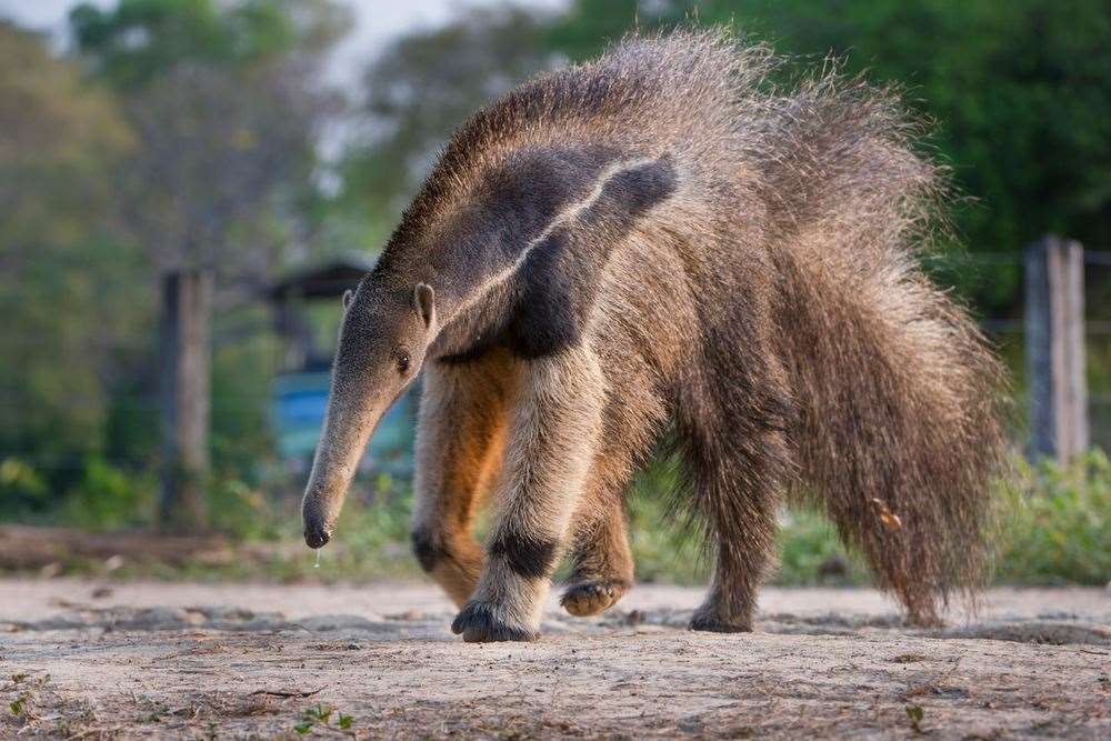 Giant anteaters are among the species at risk from habitat destruction in Brazil (naturepl.com/Nick Garbutt/WWF/PA)