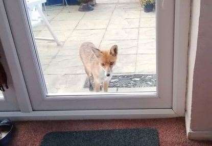 A fox that had been regularly visiting a neighbour's garden before pest controllers were brought in at Hampton Bay Park, near Herne Bay. Picture: Anne Belworthy