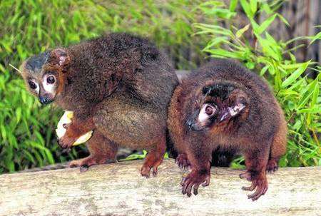 Two new red bellied lemurs at Howletts. The Aspinall Foundation/David Rolfe