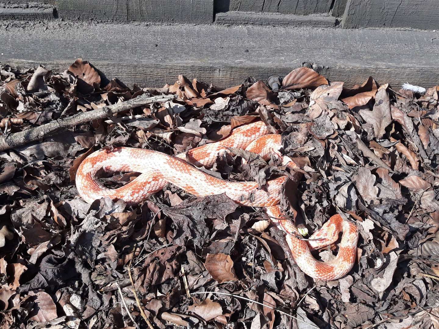 The corn snake found on the M25