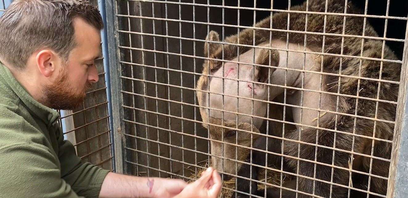 Brown bear Boki recovers from brain surgery at The Wildwood Trust, between Canterbury and Herne Bay