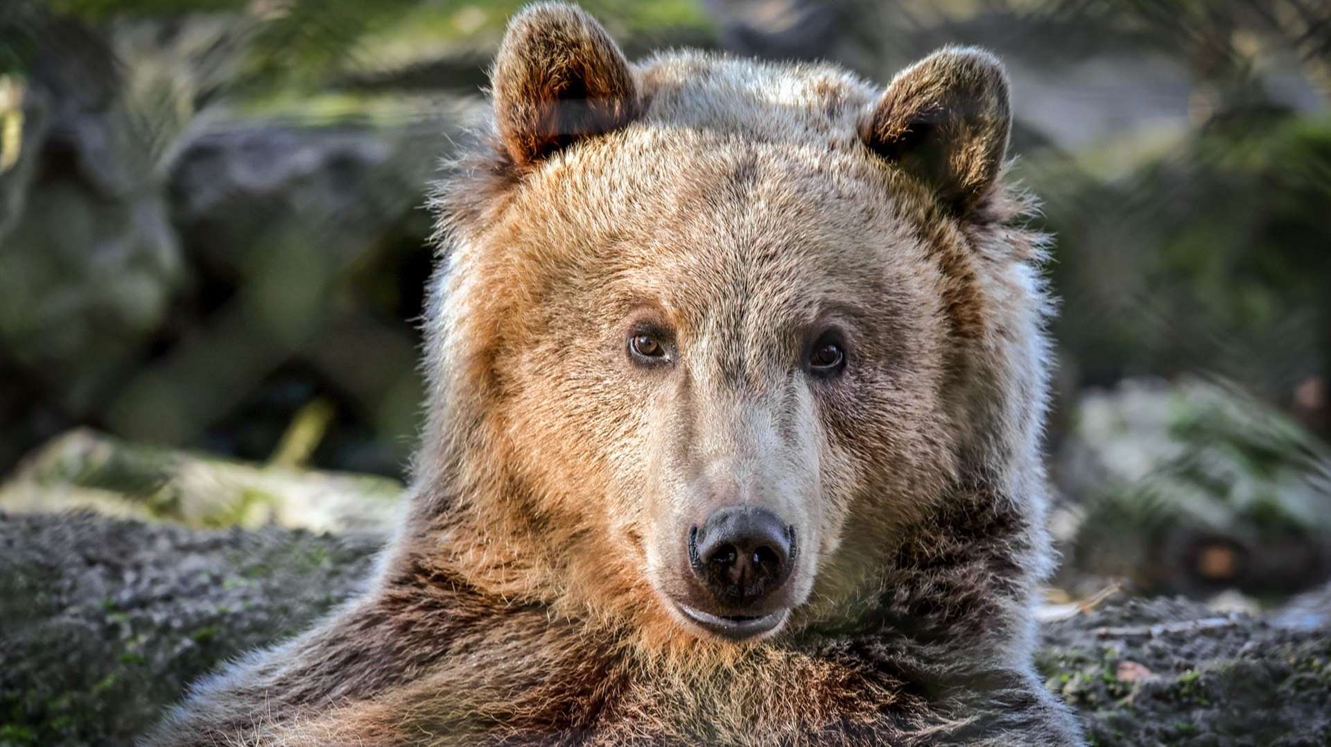 Boki the bear, who lives at Wildwood. Picture: Dave Butcher / Wildwood Trust