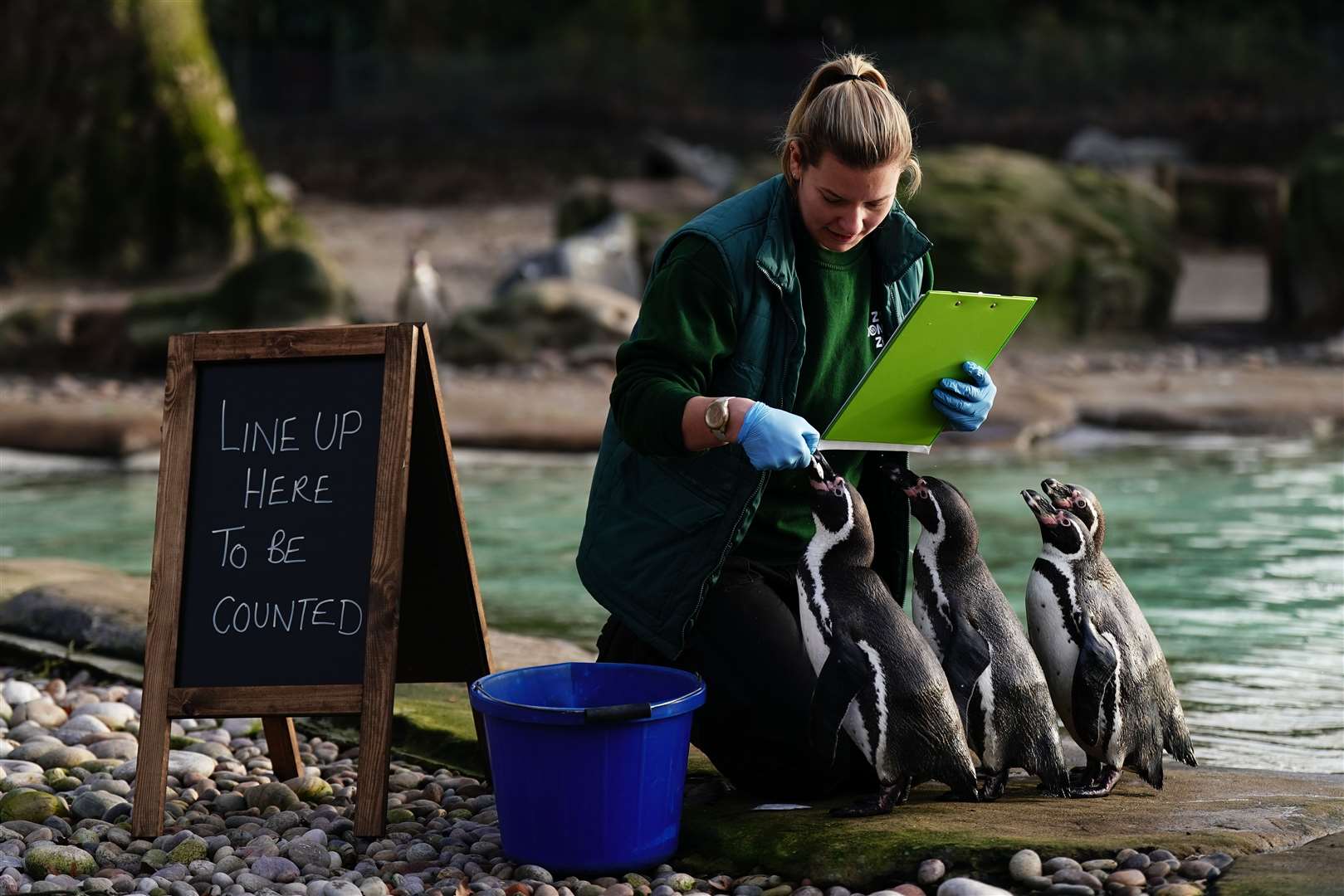 Tigers, turtles and penguins lined up as animals were counted in London Zoo’s annual stock take, which takes place at the beginning of every year (Aaron Chown/PA)