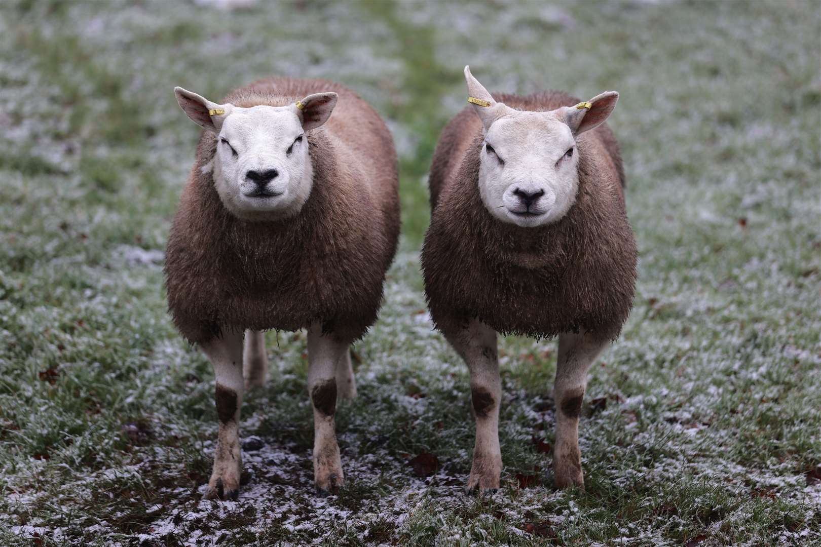 Here’s lookin’ at ewe, kid – a pair of woolly jumpers wrapped up nicely against the cold near Tornagrough Road outside Belfast (Liam McBurney/PA)