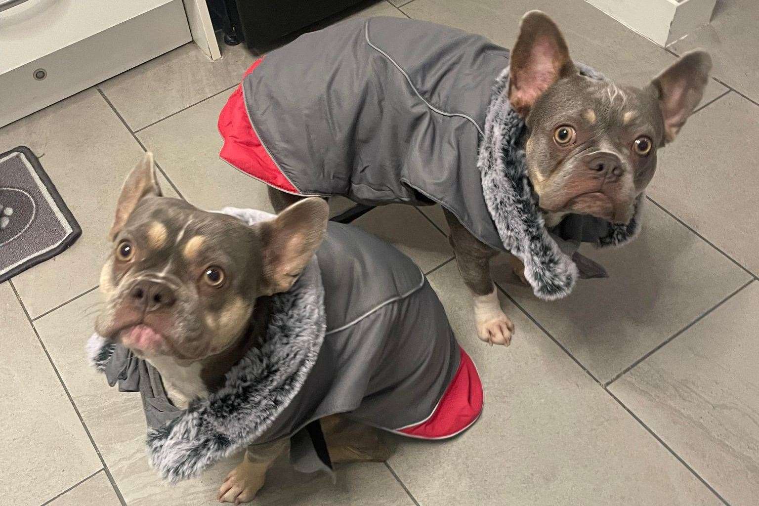 Mum and daughter French bulldogs Rosie, left, and Luna, right