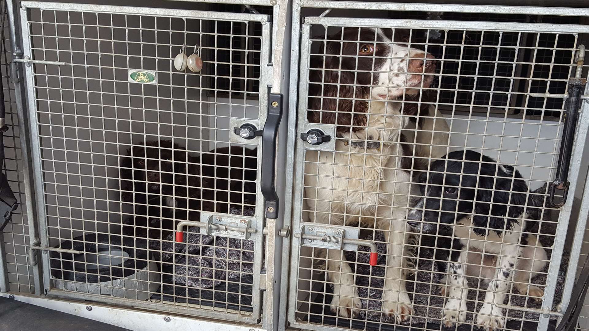 Poppy and Milo, in the cage on the right, are in training