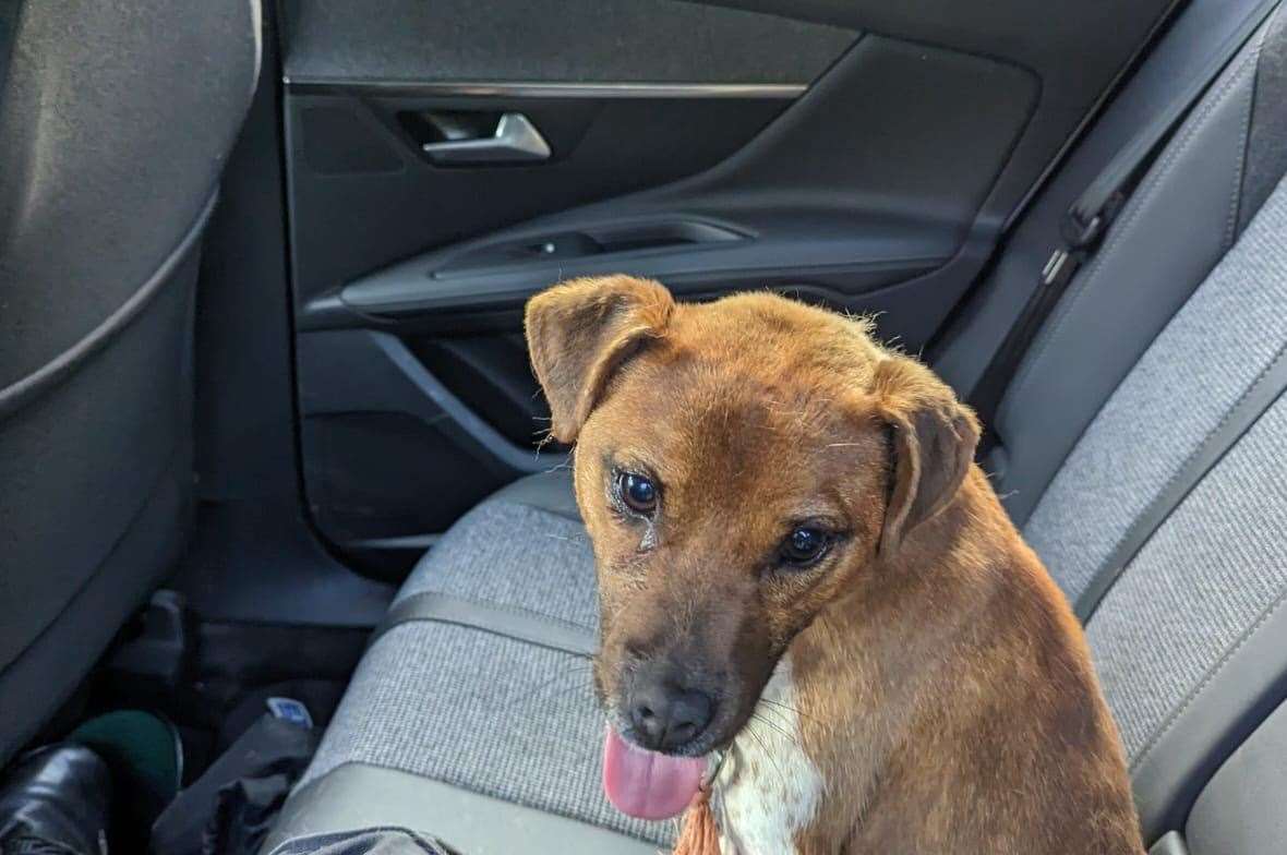 The lost dog was found walking on front of a British transport police patrol car. Picture: @BTPKent