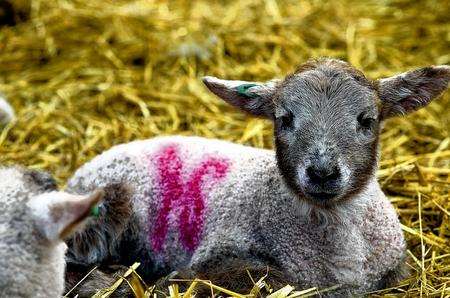 A new arrival, Rare Breeds Centre, Woodchurch