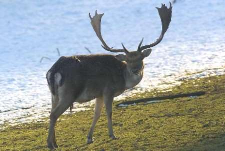 WINTER WONDERLAND: A deer in the snow at Boughton Monchelsea near Maidstone. Picture: GRANT FALVEY