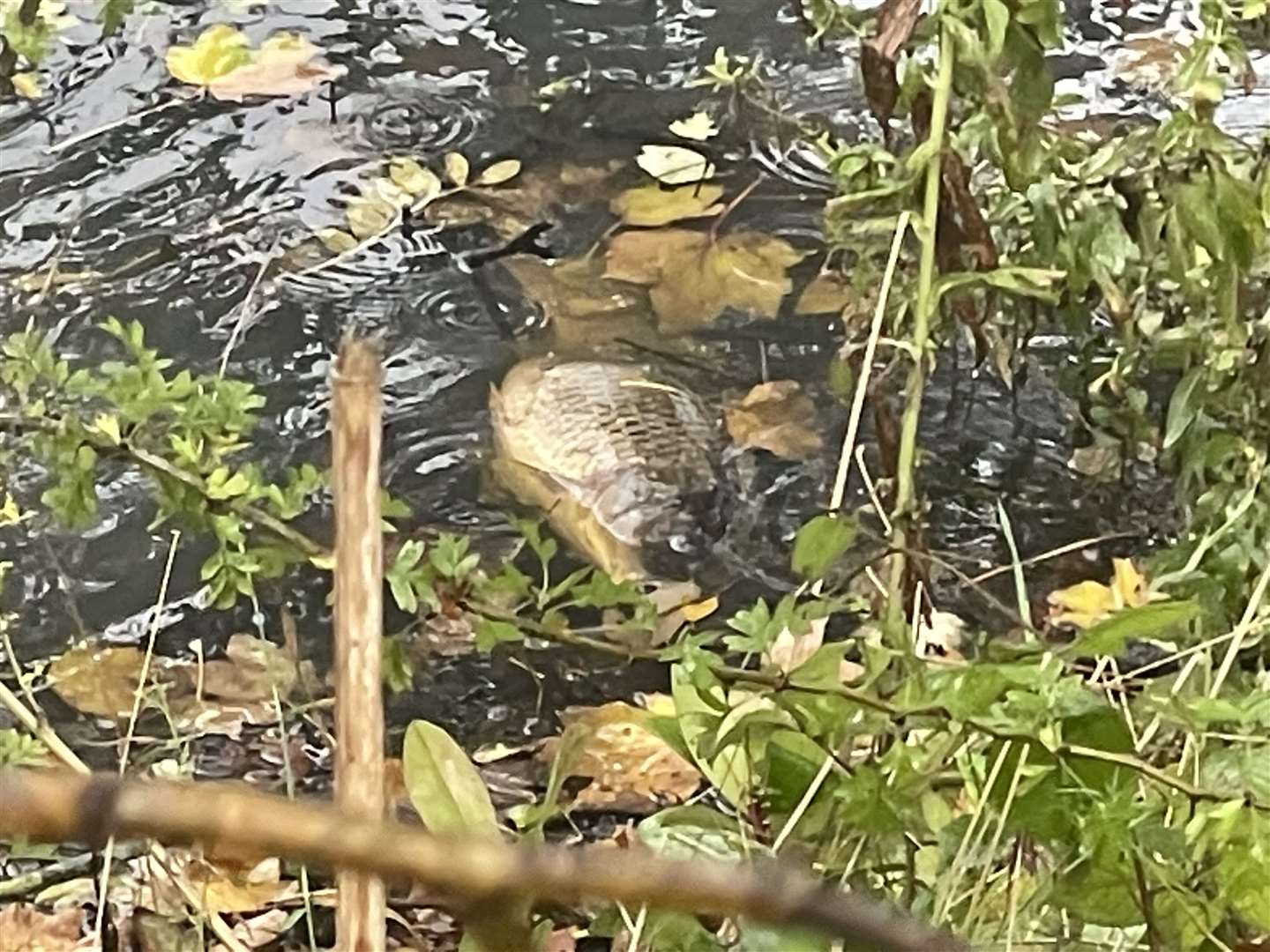 Dead fish have been seen floating in a pond in Sellindge